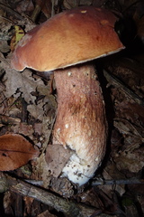 Boletus subcaerulescens