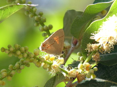 Electrostrymon endymion