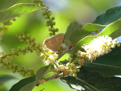 Electrostrymon endymion