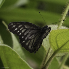Catasticta ctemene