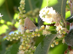 Electrostrymon endymion