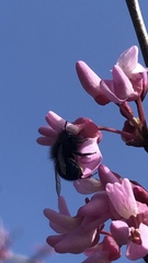 Osmia ribifloris ribifloris