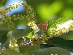 Electrostrymon endymion