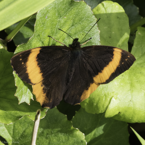 Pedaliodes triaria