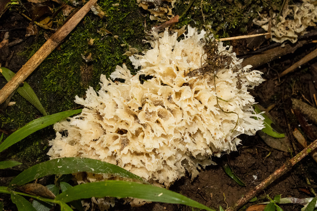 Irpex rosettiformis · February 2023 · photo: © criscolodel (iNaturalist, cc-by)