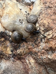 Ventridens ligera