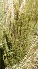 Dracophyllum acerosum