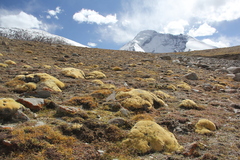 Thylacospermum caespitosum
