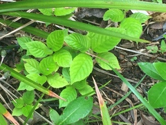 Camptotheca acuminata