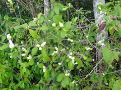 Casearia yucatanensis