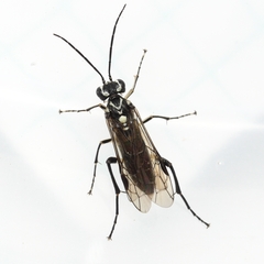 Pachyprotasis rapae