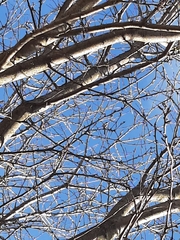 Poecile atricapillus