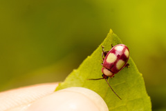 Oedionychina
