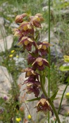 Epipactis atrorubens