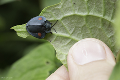 Stolas costaricensis