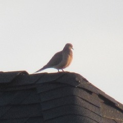 Zenaida macroura carolinensis