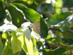 Parrhasius polibetes