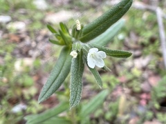 Buglossoides arvensis