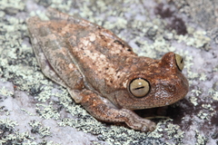 Bokermannohyla nanuzae