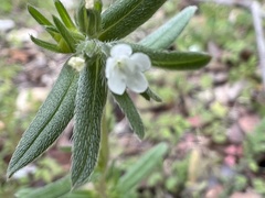 Buglossoides arvensis