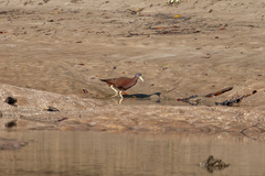 Gallirallus castaneoventris