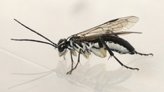 Pachyprotasis rapae