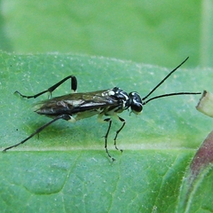 Pachyprotasis rapae