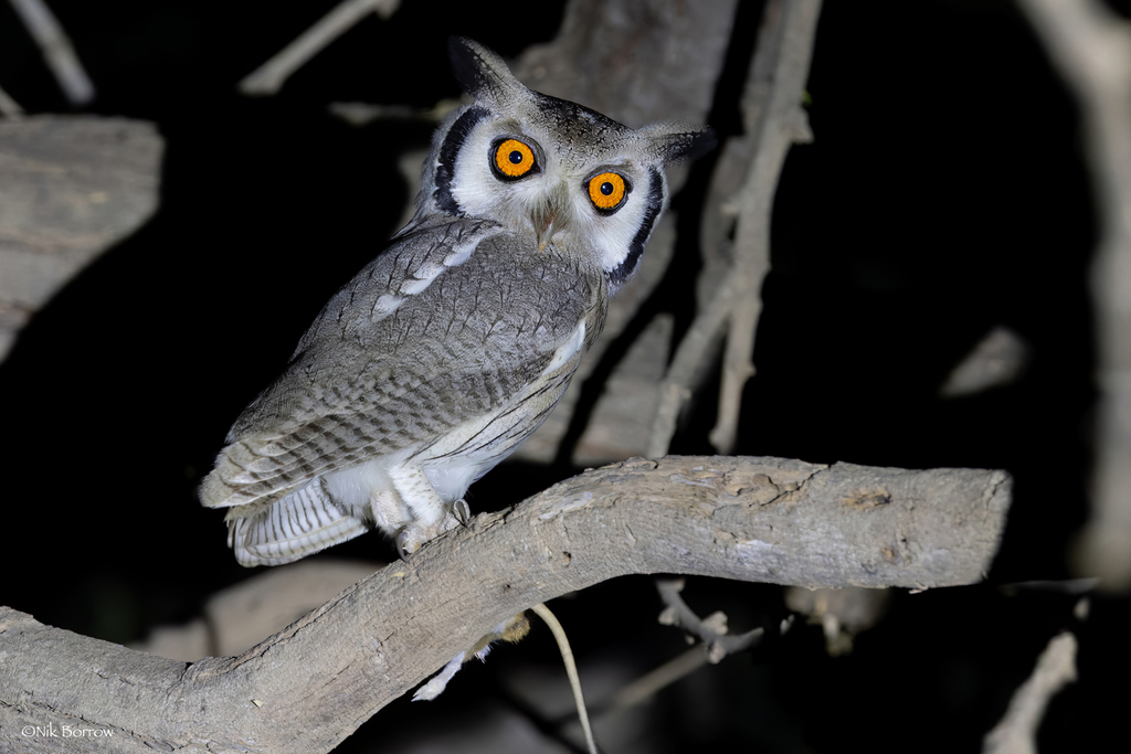 Northern White-faced Owl (Ptilopsis leucotis) photo