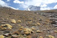 Thylacospermum caespitosum