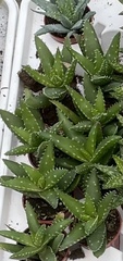Aloe squarrosa