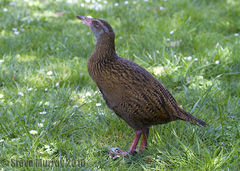 Gallirallus australis