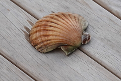 Pecten novaezelandiae