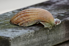 Pecten novaezelandiae