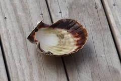 Pecten novaezelandiae