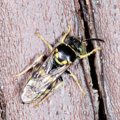 Bembecinus tridens