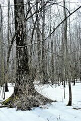 Populus deltoides deltoides