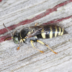 Bembecinus tridens