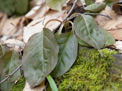 Pyrola elliptica