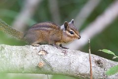 Neotamias ochrogenys