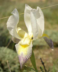 Iris camillae