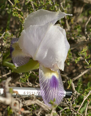 Iris camillae