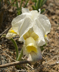 Iris camillae