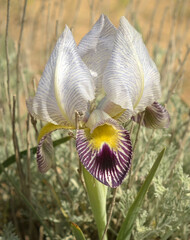 Iris camillae