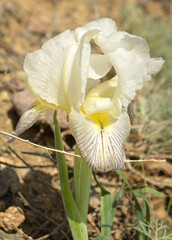 Iris camillae