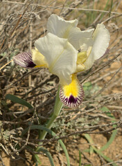 Iris camillae