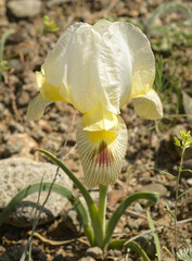 Iris camillae