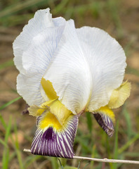Iris camillae