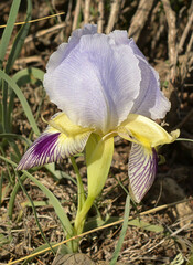 Iris camillae
