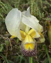 Iris camillae