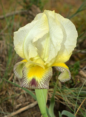 Iris camillae